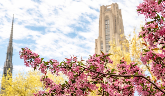 A picture of the Cathedral of learning and a flowering tree
